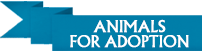 Animals for adoption